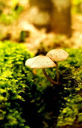 Mushroom - Notebook