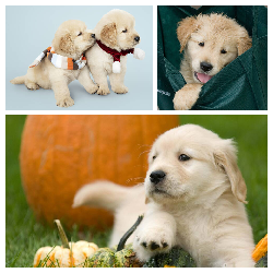 Golden retriever with pumpkin - 油畫木框組合