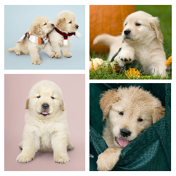 Golden retriever puppies - Canvas