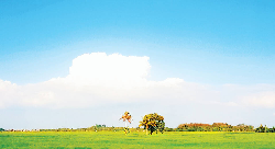 Paddy Field - School Bag