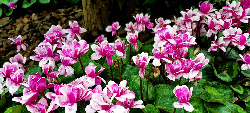 Pink Flower - Mugs