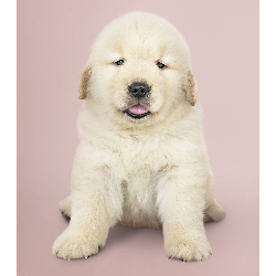 Golden retriever baby - Canvas