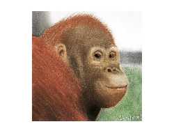 Orangutan pastel - Postcard