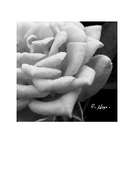 The Rose - T-Shirt