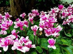 Pink Flower - Postcard