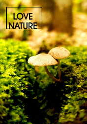 Mushroom - Poster