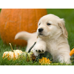 Golden retriever - Canvas