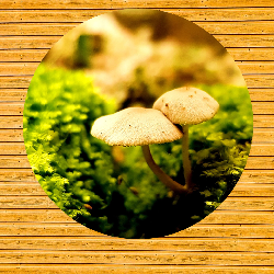 Mushroom - Laptop Stickers