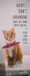 Flag Day Cat - Pull up banner